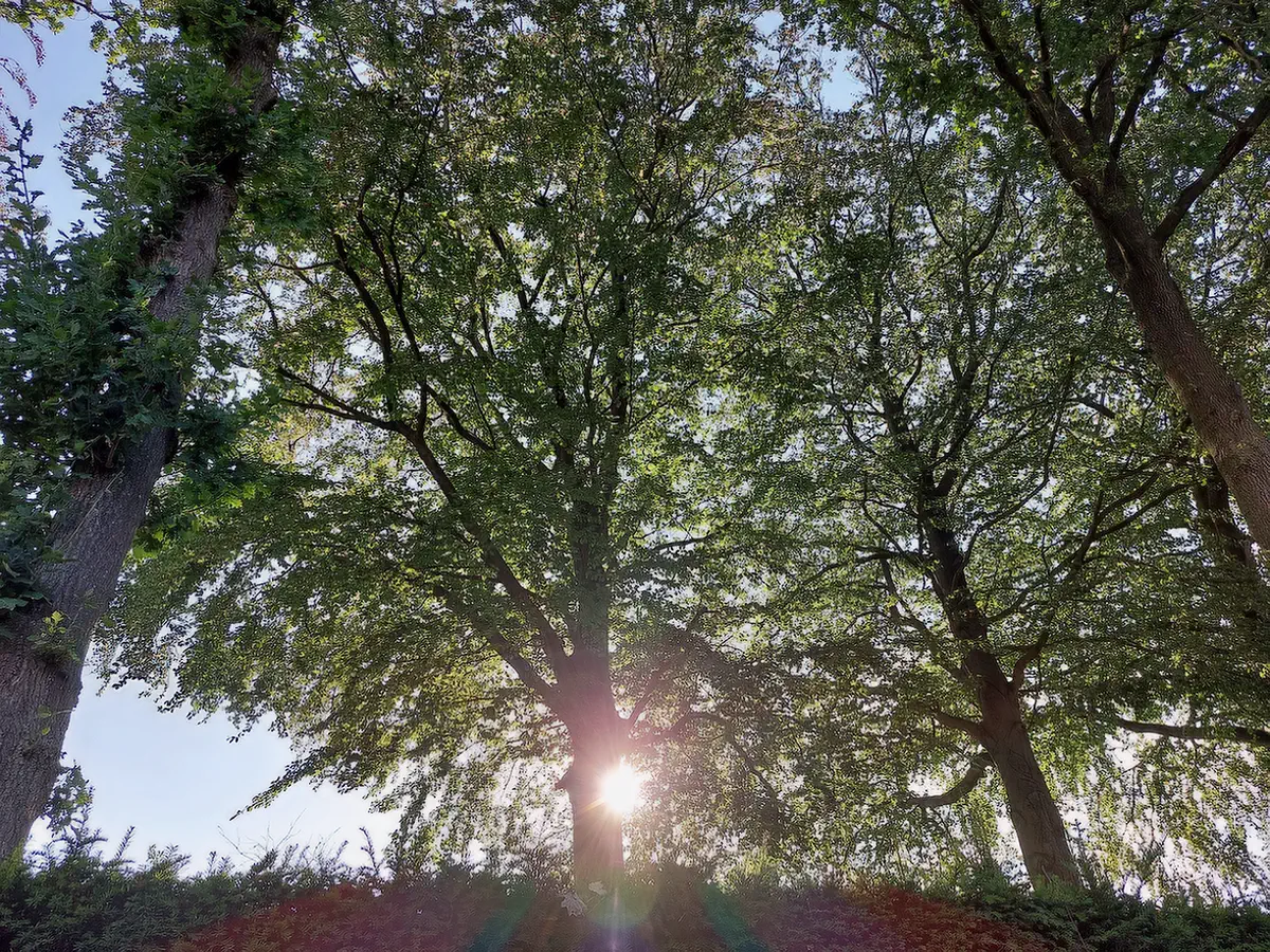 Boomkruinen met de zon door de bladeren, naast het salon